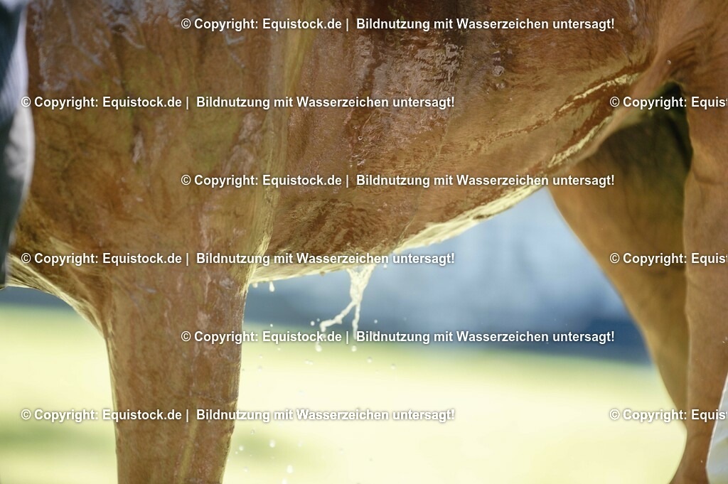 20230527_27_CCI4_Gelände_0186 | equistock