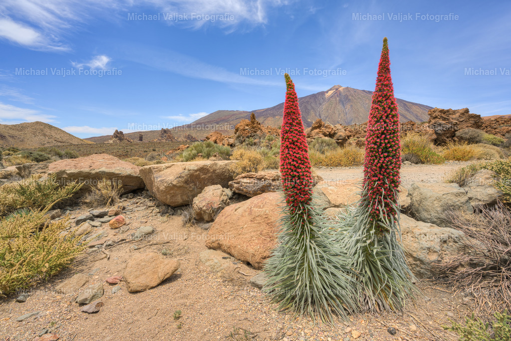 Teneriffa blühende Natternköpfe im Teide Nationalpark | Der Teide-Nationalpark auf Teneriffa ist bekannt für seine einzigartige Flora, insbesondere für den Wildprets Natternkopf (Echium wildpretii), eine Pflanze, die ausschließlich in dieser Region anzutreffen ist. Diese beeindruckende Pflanze blüht von Juni bis August und verwandelt die Landschaft in ein spektakuläres Meer aus purpurroten Blüten. Der Natternkopf, auch Tajinaste genannt, erreicht eine Höhe von bis zu drei Metern und ist ein Symbol des Stolzes für die Einheimischen. Seine Blütezeit bietet eine hervorragende Gelegenheit, die biologische Vielfalt und natürliche Schönheit des Nationalparks zu erleben. - Realisiert mit Pictrs.com