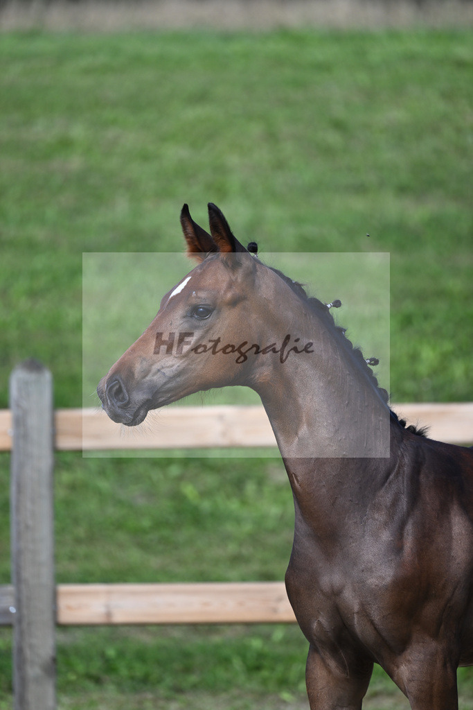 Kat-Nr. 3 HF Einmaleins x Stalypso_Loeffl_28230037 | hf-fotografie - Realizzato con Pictrs.com
