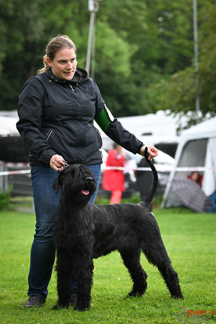 Ausstellung des Pinscher Schnauzer-Klub | Ausstellung des Pinscher-Schnauzer-Klub, OG München in Gröbenzell 29.07.2023 Foto: Leo Wyden