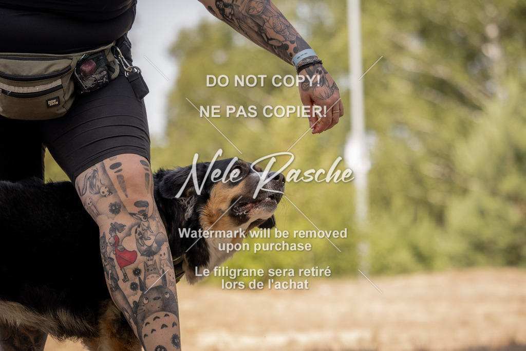 nelerasche_soDD2_270 | nelerasche