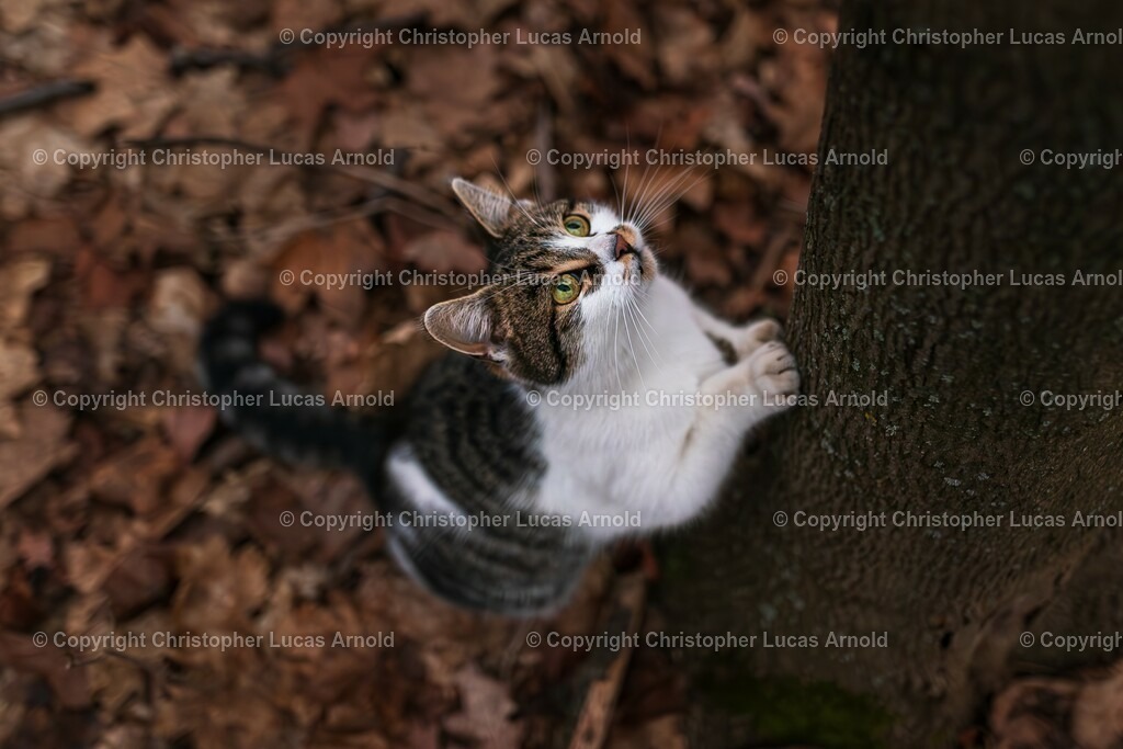 10 | bildkomponist - Realisiert mit Pictrs.com