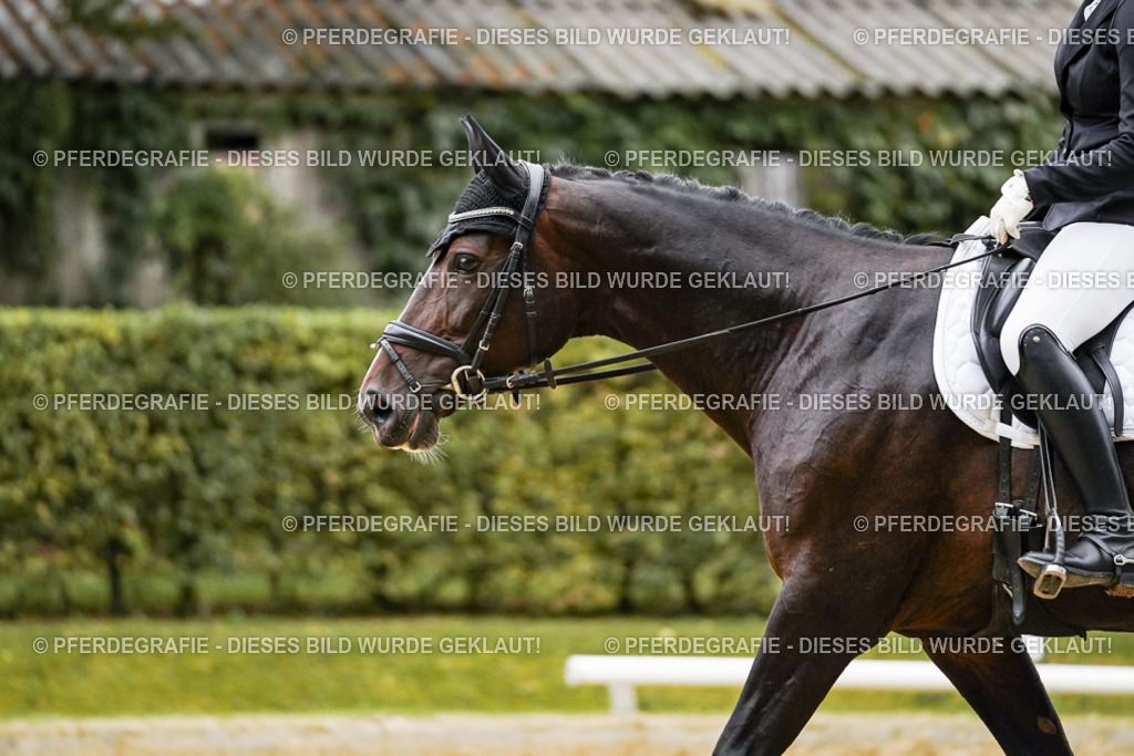 DSC06801 | Pferdegrafie