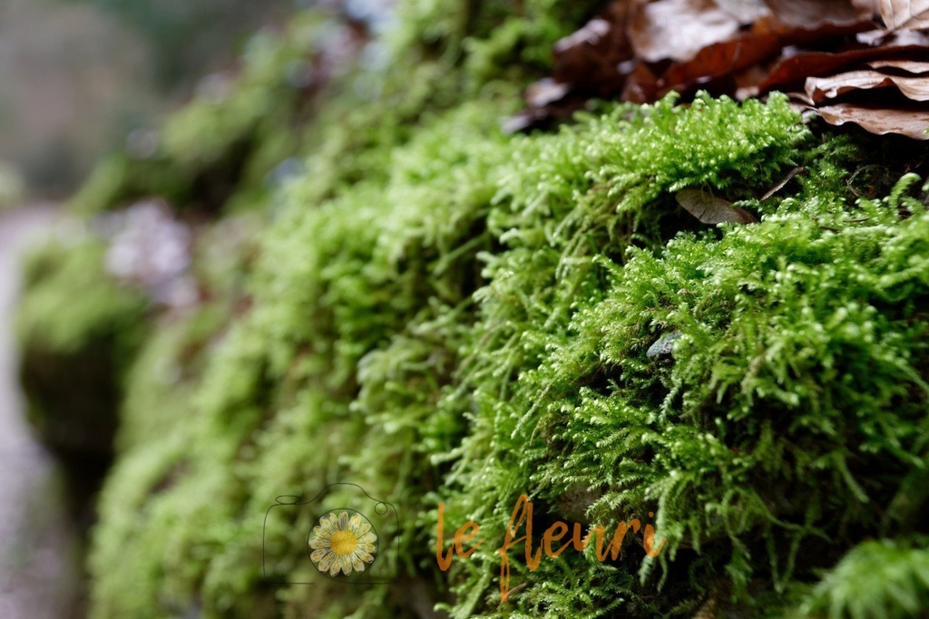 DSC_0257-NEF_DxO_PRIME | Dies ist der Shop von Florian Blum - le fleuri. Langenthal, Bern, SchweizSie können hier meine oder ihre eigenen Fotos als Fotoprodukte kaufen. Tassen, Schlüsselanhänger, Taschen etc. können Sie hier gestalten.  - Realisiert mit Pictrs.com
