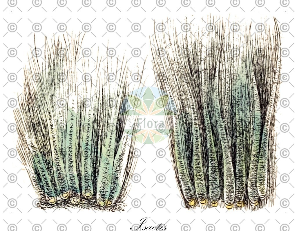 HistAbb_wfo-0000876353_1_ENZY_Simple | Historische Abbildung von Isactis - Rivulariaceae (0) | Historical Illustration of Isactis - Rivulariaceae (0)