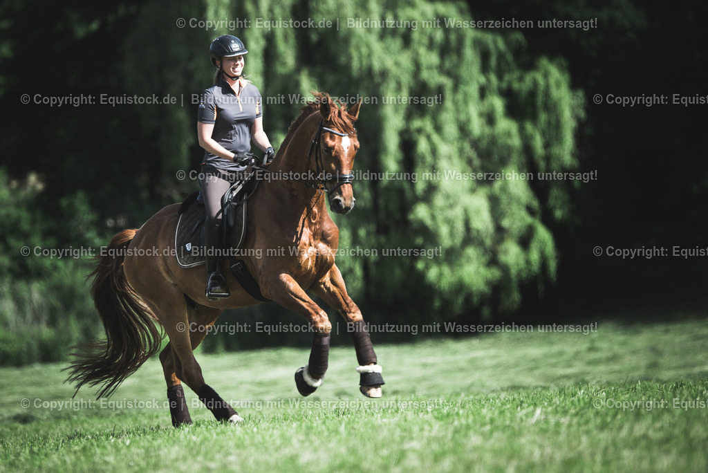 TS_20170617_Dressurpferd_Wiese_0002 1 | Foto: Thomas Hartig