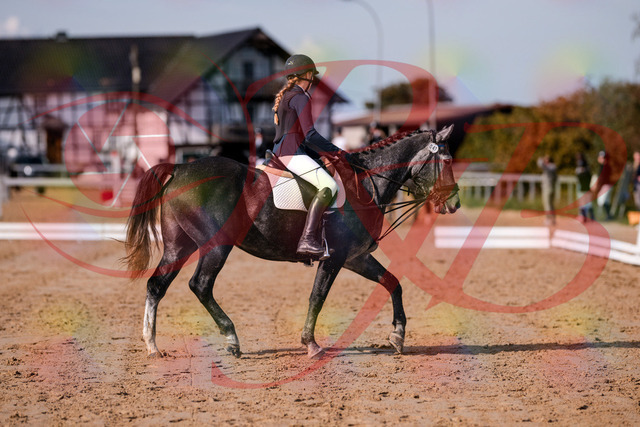 2026_10_03_Siefer-Hof_120041_Z81_02792420 | Professionelle Reitsport-, Turnier- und Eventfotografie von Robert Broda. Galerien mit ausgewählten und bearbeiteten Bildern direkt online ansehen und bestellen.