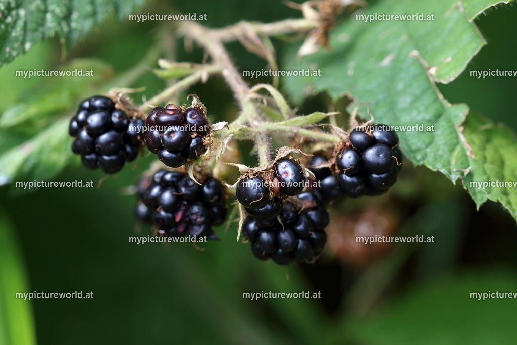 Brombeere-013 | Das Bilderarchiv über Tiere, Planzen und Landschaften. In der Bilddatenbank finden Sie ein große Auswahl an hochwertigen Bilder für Ihre Werbung - Realisiert mit Pictrs.com