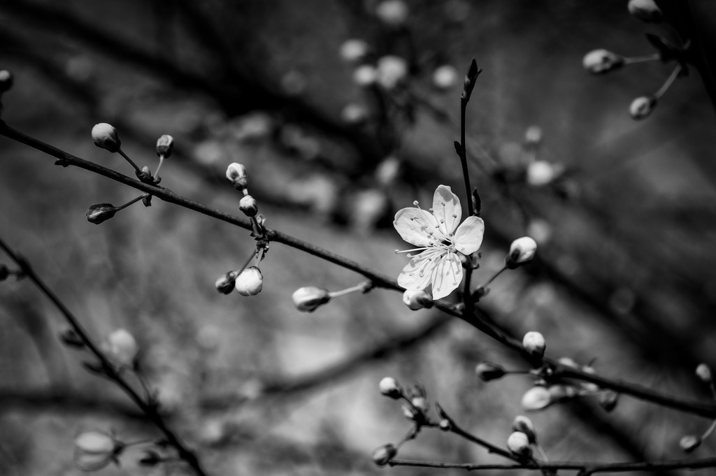 2024_03_08_HETLINGER SCHANZE_MCP7093 sw | Hochwertig gedruckte Fotografien für die Wand, als Kalender und zum Verschenken. Hamburg & Norddeutschland und überall wo ich mit der Kamera unterwegs war.