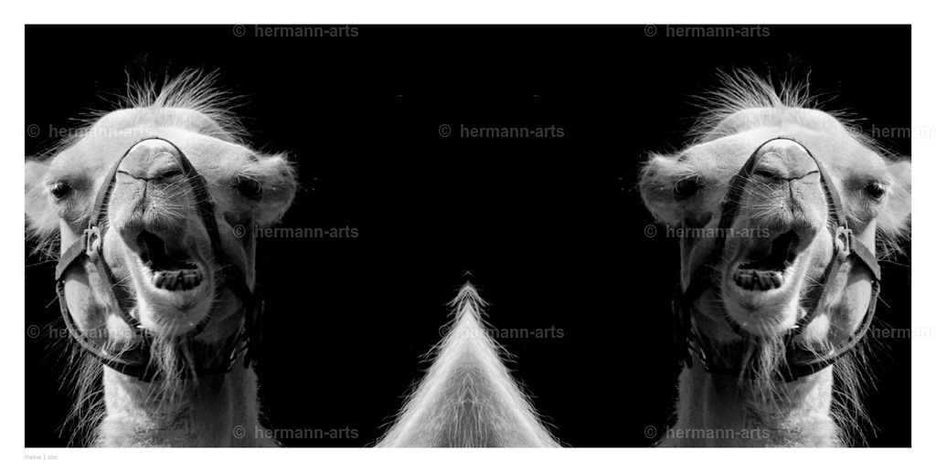 Hermann-Arts_Spiegelbilder_046 | Photo Foto Kunst Art schwarzweiss Bilder Rheine Münster Berlin Blumen 