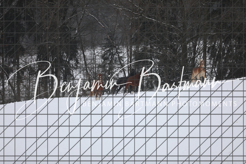 AZ2A3336 | Benjamin Bartmann Photomoments