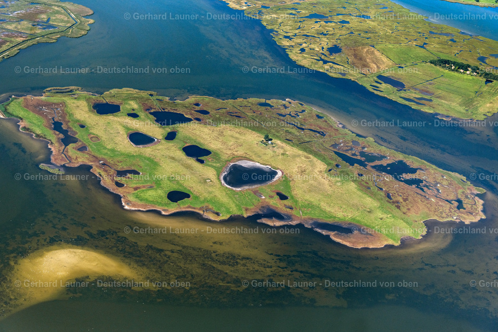 4061763 | Oie, Nationalpark Vorpommersche Boddenlandschaft,ZINGST 08.09.2021 Salzgrasland- Insel und Vogelschutz- Gebiet in Zingst an der Ostseeküste im Bundesland Mecklenburg-Vorpommern, Deutschland.
