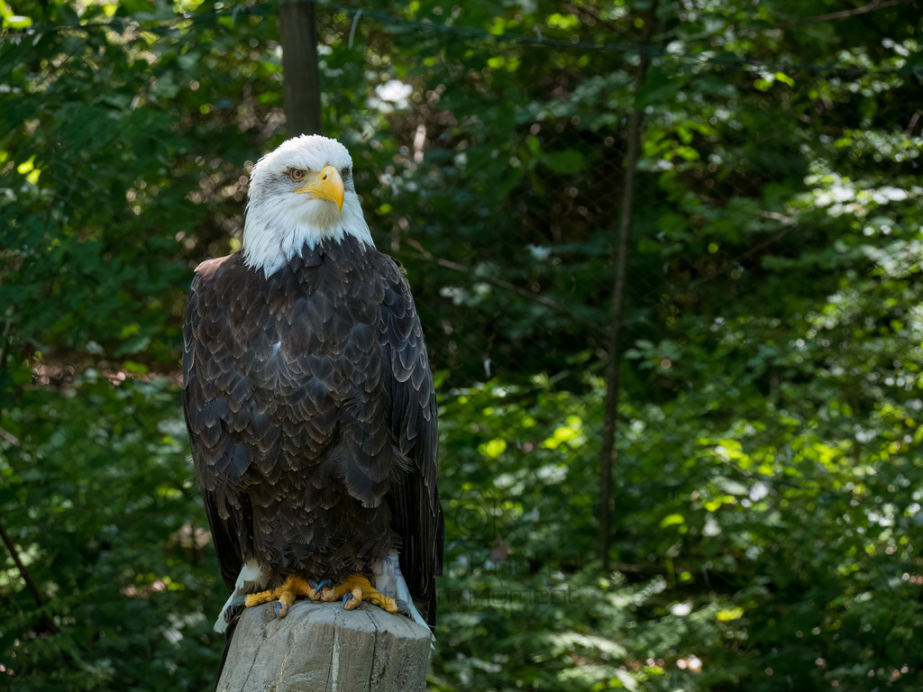 P1000224-Bearbeitet-2017-LR | Natur im Moment - Realisiert mit Pictrs.com