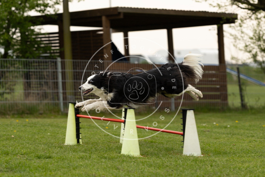 Pfotenfotografie_DV3A8831 | Hundefotografie, Tierfotograf, Pfotenfotografie, Fotoshooting Hund, Hunde Portrait, Hundesport, Hundeportraits, Heideshooting, Hunde, Sportfotograf, Hundefotograf, Turnierhundsport, THS,  - Realisiert mit Pictrs.com