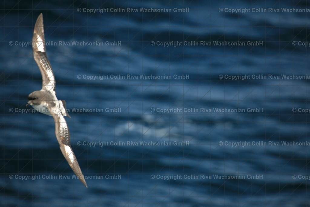 IMG_5055 | Antarktis / Antarctica - Realisiert mit Pictrs.com