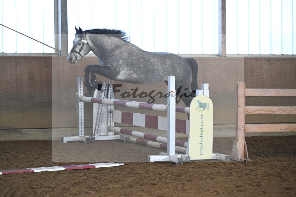 Kat-Nr. 2 Clover Hill Sparrow v. Blakehill Sparrow_ZG Lisberg_49250045 | hf-fotografie - Realisiert mit Pictrs.com