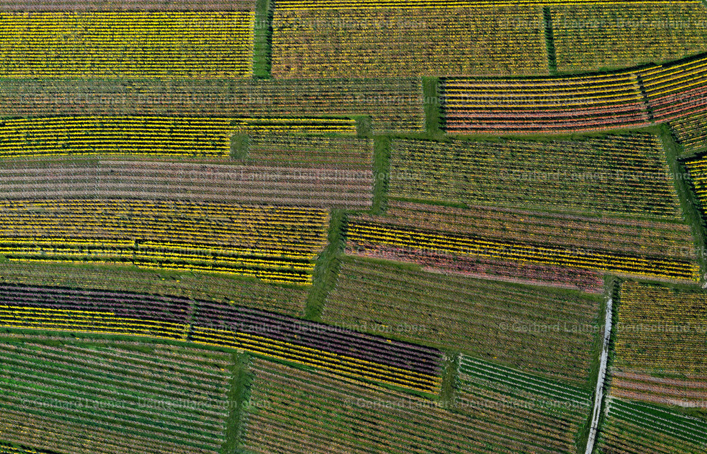 3503577 | Weinberge bei Volkach