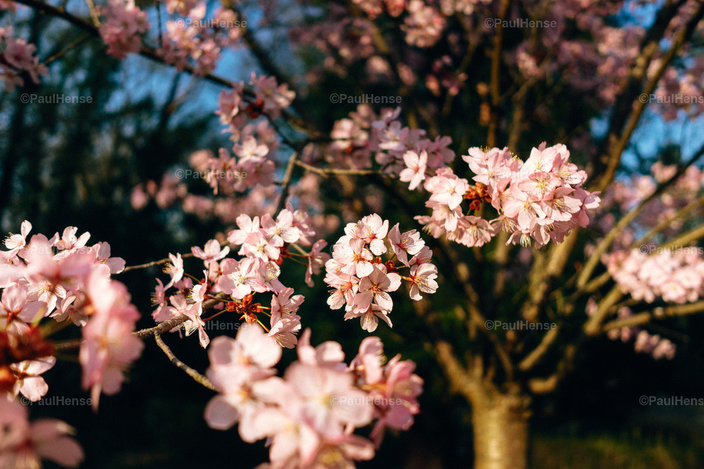 20220324_PaulHense_S0023_DSC03491 | paulhense - Realisiert mit Pictrs.com