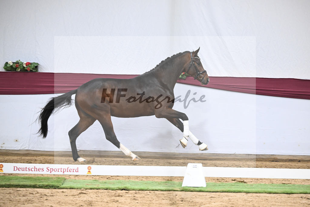 Kat-Nr. 47 Taurus x Floriscount_Thomas Casper u Horst Eulich_47251675 | hf-fotografie - Realisiert mit Pictrs.com