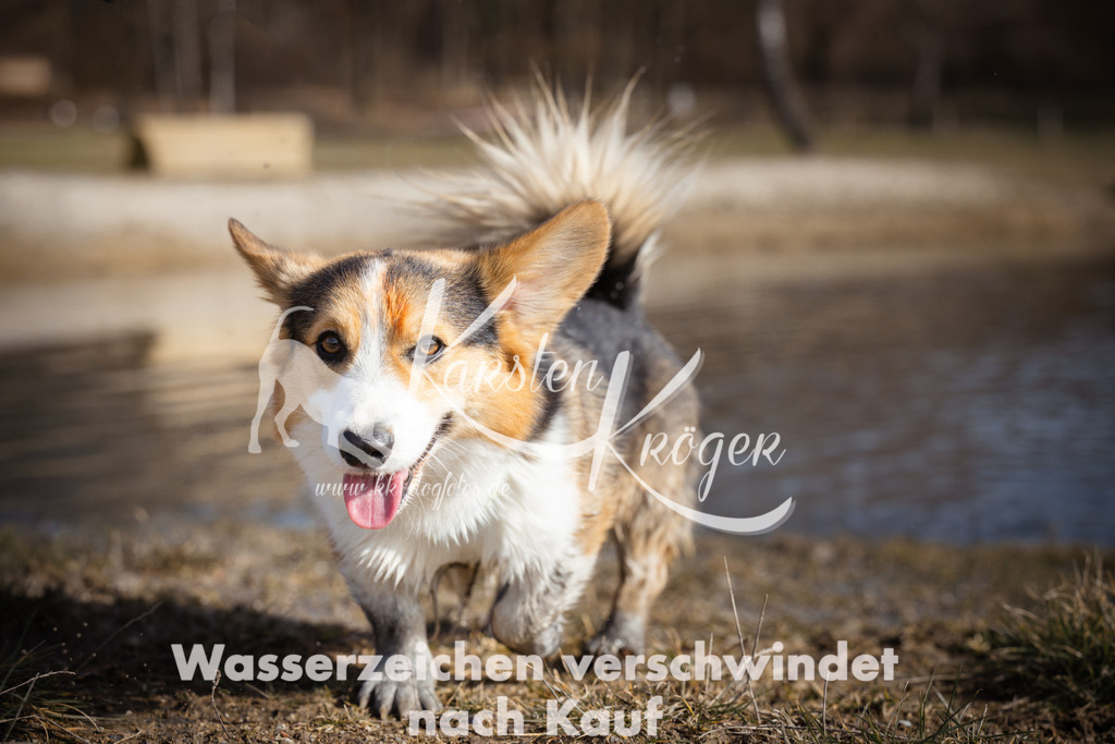 1313_ZZ95343-2 | kk-dogfotos