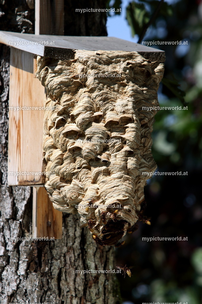 Hornisse-061 | Das Bilderarchiv über Tiere, Planzen und Landschaften. In der Bilddatenbank finden Sie ein große Auswahl an hochwertigen Bilder für Ihre Werbung - Realisiert mit Pictrs.com