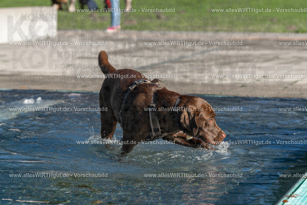 Hundeschwimmen_Volksbad_2026-allesWIRTHgut_Tierfotografie-2609061040-FAY05979 | Professionelle Tierfotografie in Mönchengladbach von Daniel Wirth (allesWIRTHgut). Liebevolle & natürliche Bilder von Hunden & Katzen für unvergessliche Erinnerungen.