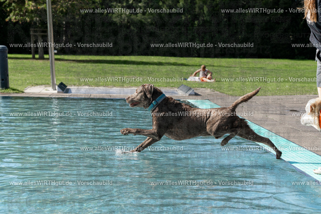 Hundeschwimmen_Volksbad_2026-allesWIRTHgut_Tierfotografie-2609061534-FAY07285 | Professionelle Tierfotografie in Mönchengladbach von Daniel Wirth (allesWIRTHgut). Liebevolle & natürliche Bilder von Hunden & Katzen für unvergessliche Erinnerungen.