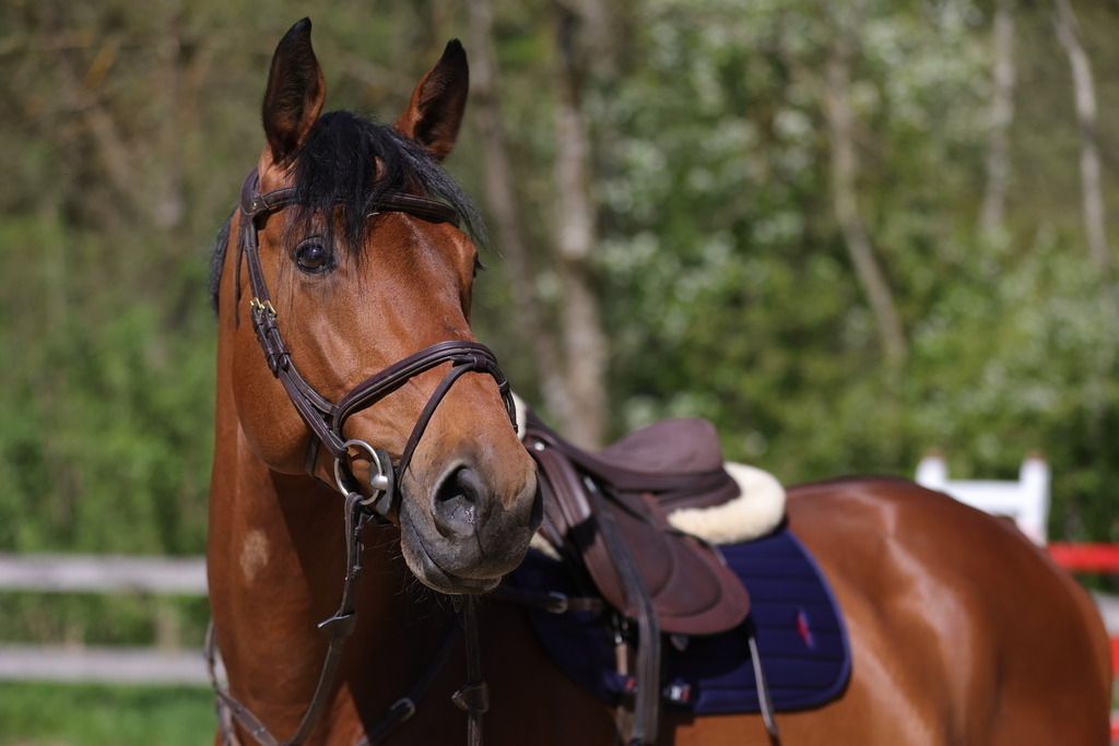 0P6A8083 | Willkommen bei Brunnmayr - Design & Fotografie – Ihrem Spezialisten für Reitturniere und Pferdeveranstaltungen in Oberösterreich, Salzburg und Bayern! Seit über 17 Jahren sind wir leidenschaftlich dabei.