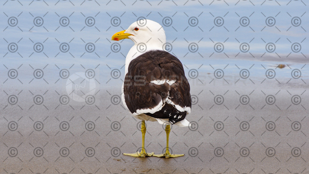 DSC_2625 | Res Niemeyer Photography - Realisiert mit Pictrs.com