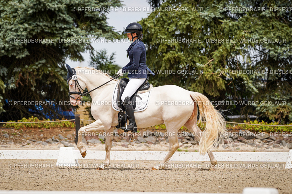 DSC04232 | Pferdegrafie