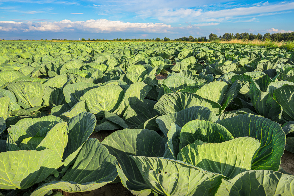 Weißkohlfeld | Ein Weißkohlfeld, auf fruchtbarem Marschboden eine im Juli bereits ansehnlich gewachsene Pflanzung. Nordermeldorf im Kreis Dithmarschen in Schleswig-Holstein. - Realisiert mit Pictrs.com
