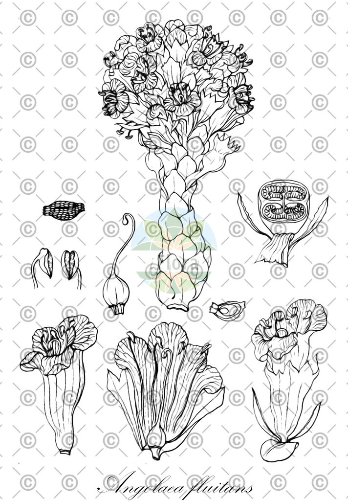 HistAbb_wfo-0000536542_578_ENZY_Simple | Historische Abbildung von Angolaea fluitans - Podostemaceae | Historical Illustration of Angolaea fluitans - Podostemaceae