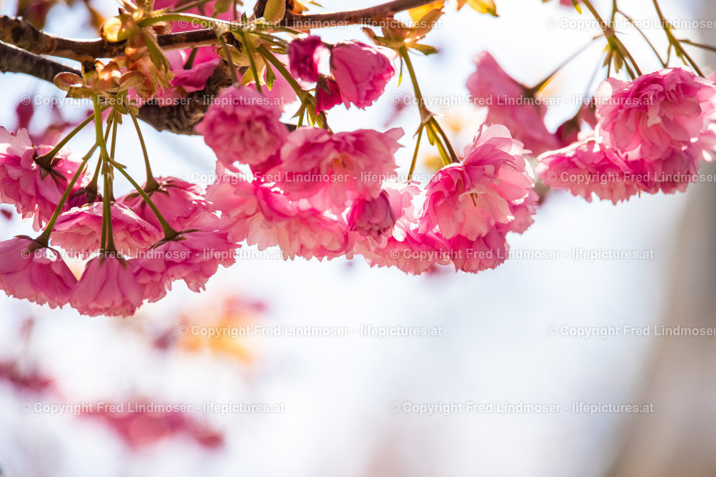 Krems an der Donau-5761 | Fotos und Fotoprodukte - Realisiert mit Pictrs.com