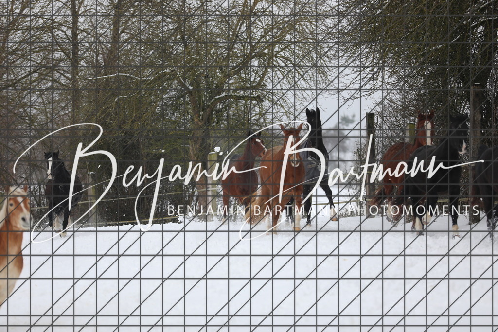 AZ2A3307 | Benjamin Bartmann Photomoments