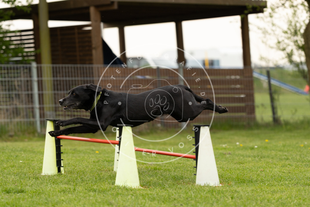 Pfotenfotografie_DV3A9175 | Hundefotografie, Tierfotograf, Pfotenfotografie, Fotoshooting Hund, Hunde Portrait, Hundesport, Hundeportraits, Heideshooting, Hunde, Sportfotograf, Hundefotograf, Turnierhundsport, THS,  - Realisiert mit Pictrs.com
