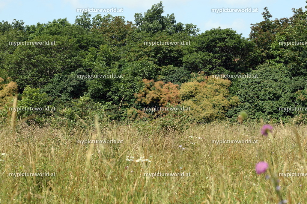 Doberdo-028 | Das Bilderarchiv über Tiere, Planzen und Landschaften. In der Bilddatenbank finden Sie ein große Auswahl an hochwertigen Bilder für Ihre Werbung - Realisiert mit Pictrs.com