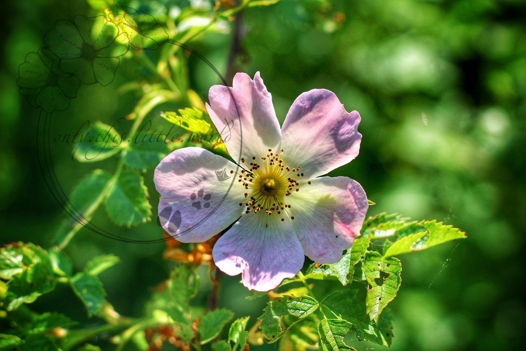 Hundsrose | only.this.little.world - Realisiert mit Pictrs.com