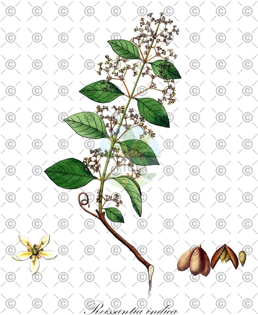 HistAbb_wfo-0001364265_1_ENZY_Simple | Historische Abbildung von Reissantia indica - Celastraceae | Historical Illustration of Reissantia indica - Celastraceae
