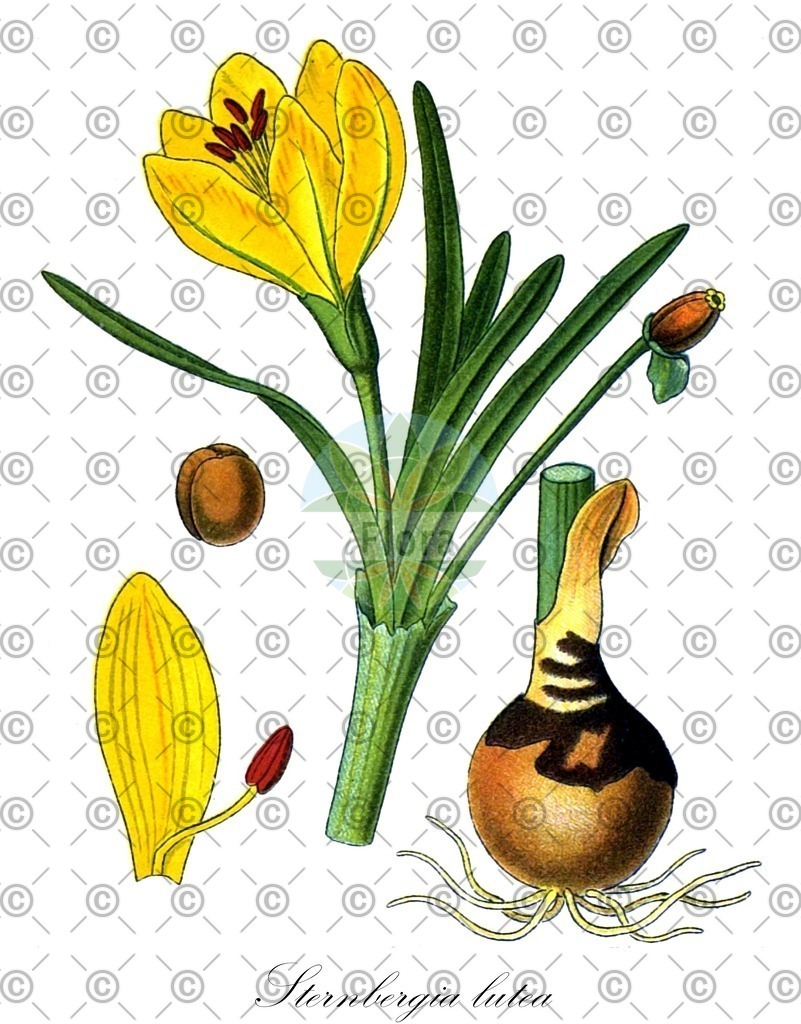 HistAbb_wfo-0001218056_1_ENZY_Simple | Historische Abbildung von Sternbergia lutea - Amaryllidaceae (Gelbe Gewitterblume;Greuters Gewitterblume) | Historical Illustration of Sternbergia lutea - Amaryllidaceae