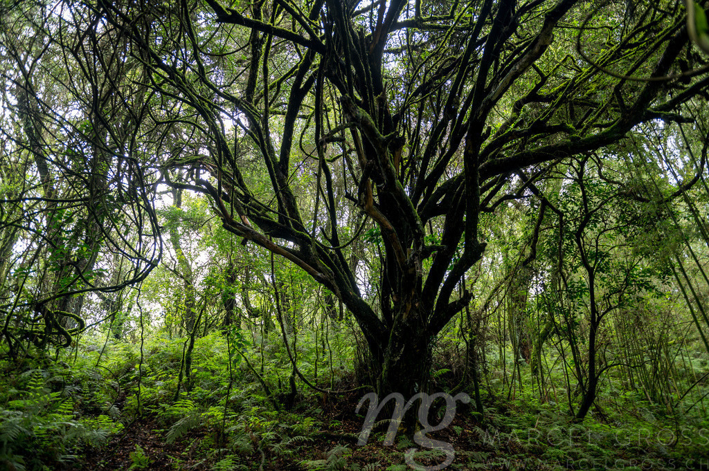 tree in the mountain forest in Mgahinga Gorilla National Park, Uganda | Die ideale Geschenkidee für Naturliebhaber. Naturbilder von Marcel Gross Photography für ihr Zuhause in den verschiedensten Formaten und Materialien. - Realisiert mit Pictrs.com