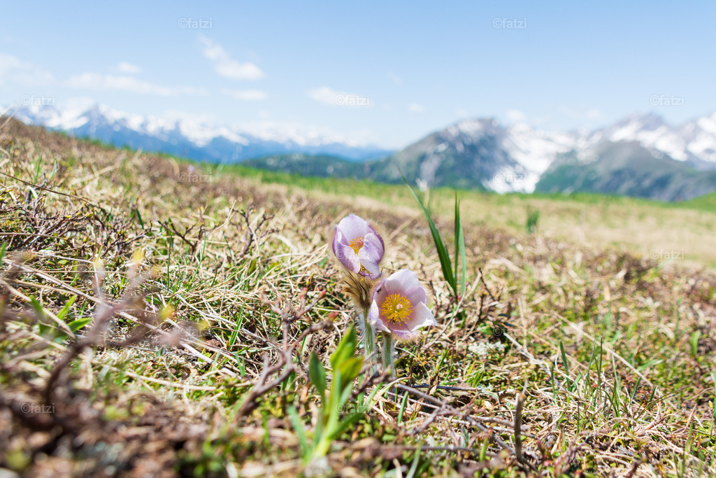 Lesachtal-Juni21_122217-k | Fatzi Bilder-Archiv! 
Die Bilder sind für private Nutzung lizenzfrei. Die kommerzielle Nutzung ist möglich und erwünscht, jedoch bitte ich um vorherige Kontaktaufnahme per E-Mail (info@fatzi.at) oder unter +43 650 7828269 - Realisiert mit Pictrs.com