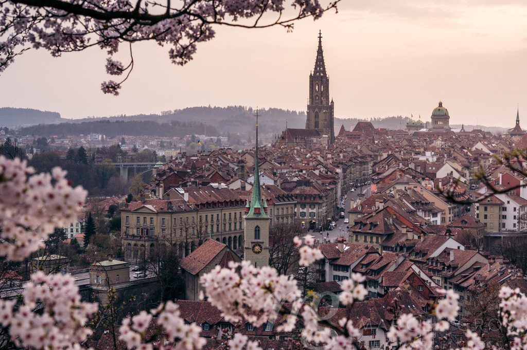 historic olttown of Bern during scenic cherry blossom in Rosengarten | Die ideale Geschenkidee für Naturliebhaber. Naturbilder von Marcel Gross Photography für ihr Zuhause in den verschiedensten Formaten und Materialien. - Realisiert mit Pictrs.com