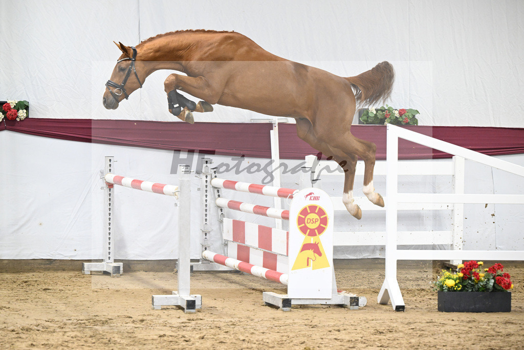 Kat-Nr. 81 Kincsem x Diaron_Matthias Schlamminger_47252775 | hf-fotografie - Realisiert mit Pictrs.com