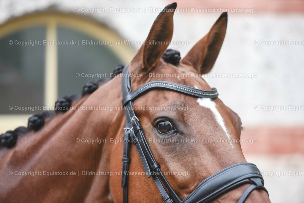 20230514_Impressionen_0160 | equistock