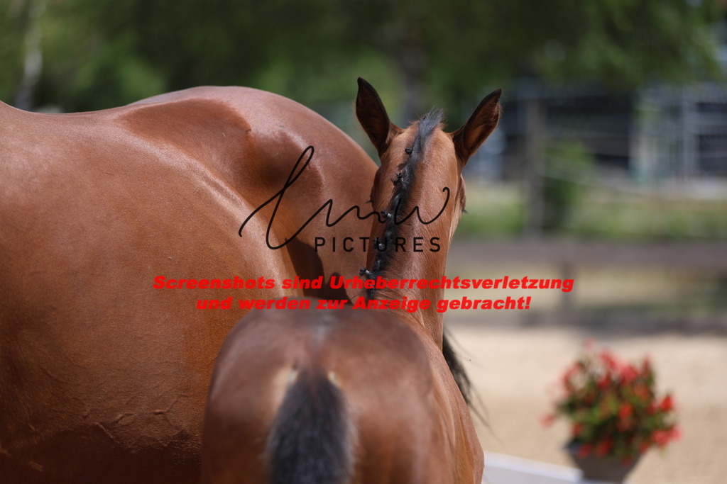 Fohlenschau_Schwäbisch_Hall_springbetonte_Fohlen_KN 19_19 | lmwpictures - Realisiert mit Pictrs.com