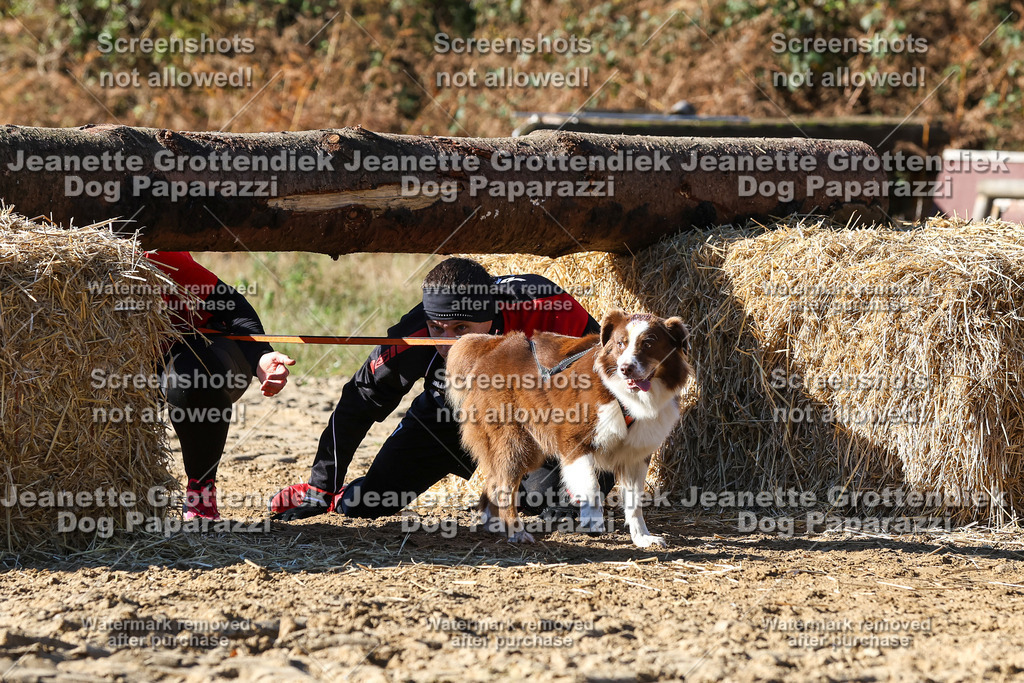 Dog Paparazzi - Strongdog 10-25-2798 | Dog Paparazzi Jeanette Grottendiek Fotografie & Videografie - Realisiert mit Pictrs.com
