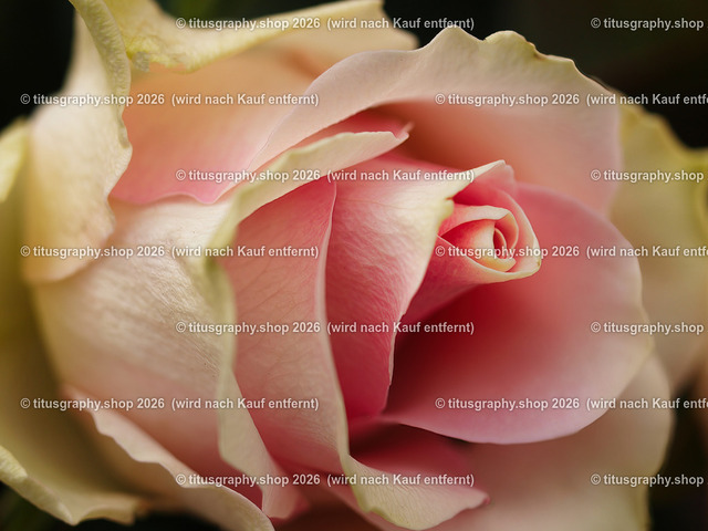 titusgraphy-P5107939_var-060 | Fotokunstarbeit aus der INSTAGRAM-Gallerie auf titusgraphy.eu - Realisiert mit Pictrs.com