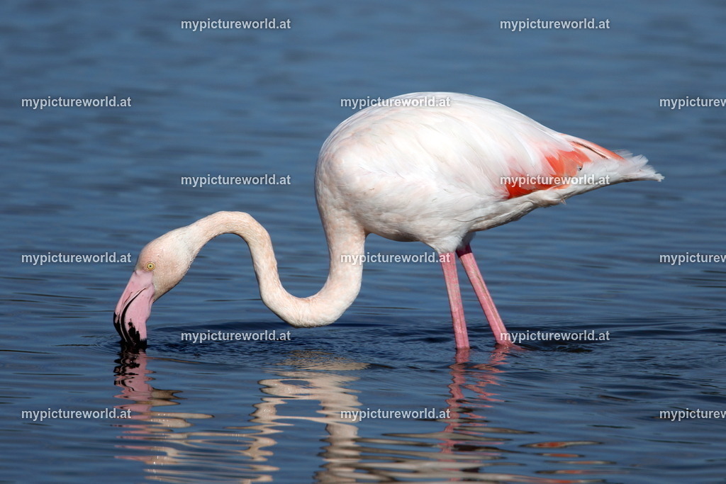 Rosaflamingo-076 | Das Bilderarchiv über Tiere, Planzen und Landschaften. In der Bilddatenbank finden Sie ein große Auswahl an hochwertigen Bilder für Ihre Werbung - Realisiert mit Pictrs.com