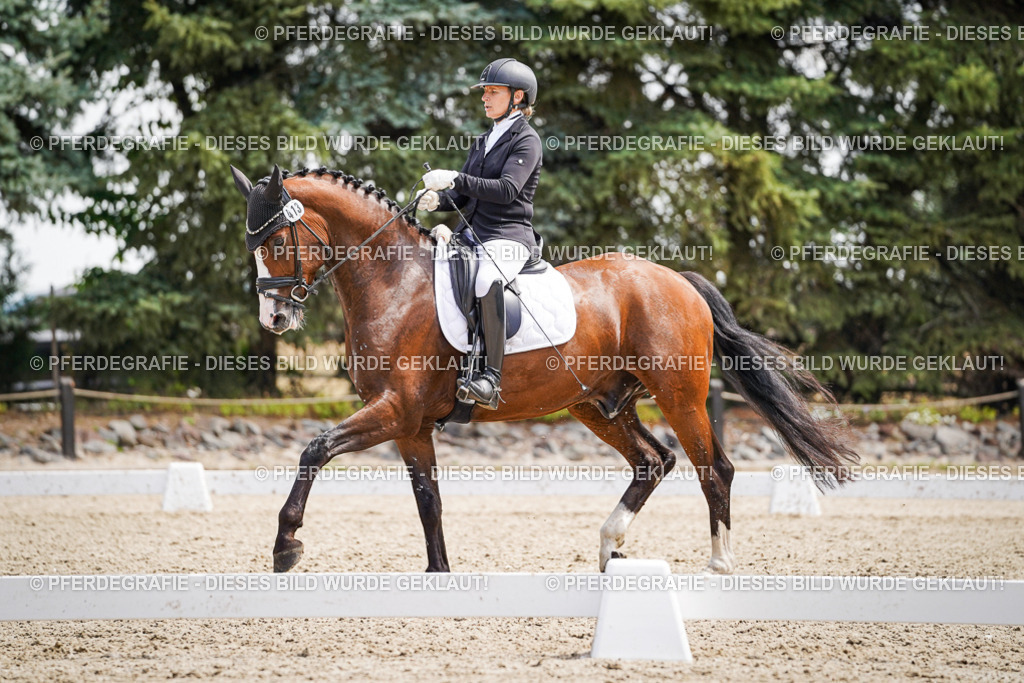 DSC00352 | Pferdegrafie