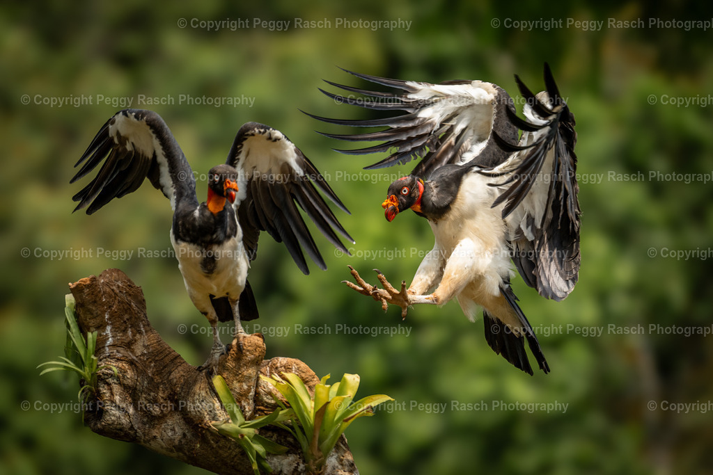 Königsgeier (6) | PeggyRaschPhotography - Realisiert mit Pictrs.com